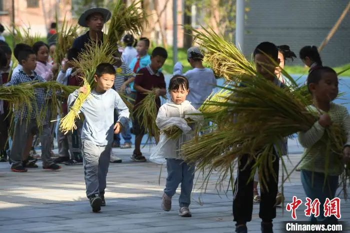 資料圖：小學(xué)生們體驗(yàn)收割水稻。陳超 攝